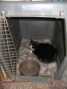 Hotspur in Toula Crate