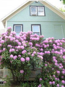 House with Rhody bushes in bloom