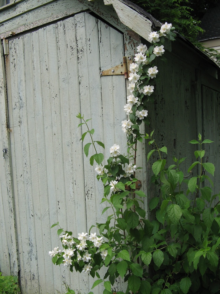 Shed Flowers 1